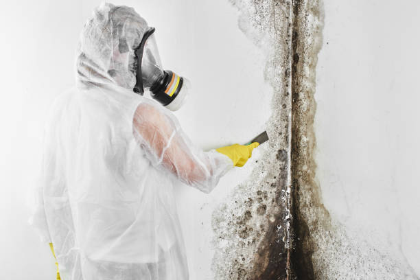 Best Mold Testing and Inspection Services in Elkin, NC