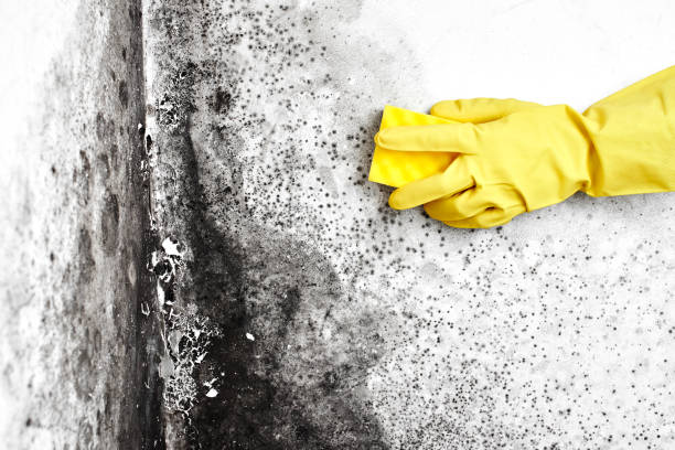 Best DIY Mold Remediation Support Services in Elkin, NC
