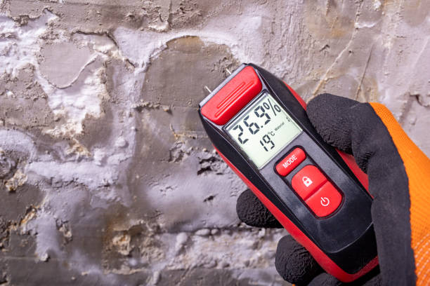 Best White Mold Remediation in Elkin, NC