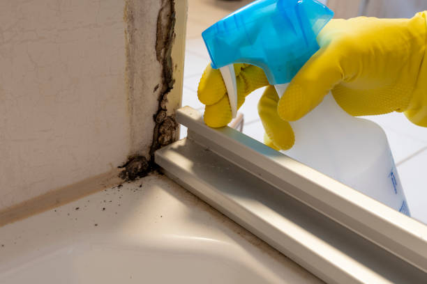 Elkin, NC Mold Remediation Company