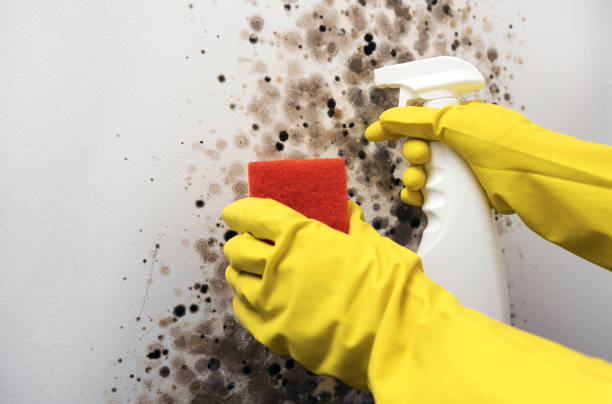 Best Residential Mold Remediation in Elkin, NC